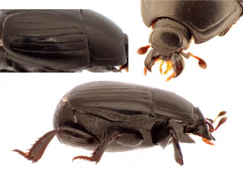 Hister bissexstriatus